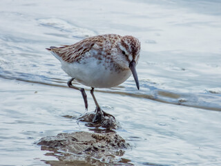 Broad-billed Sandpiper in Queensland Australia