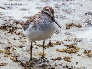 Broad-billed Sandpiper in Queensland Australia