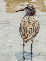 Broad-billed Sandpiper in Queensland Australia