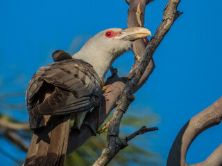 Channel-billed Cuckoo in Queensland Australia