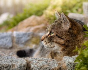 Profile of a tabby cat lying on stairs in the garden