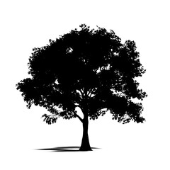 Fototapeta premium Leafy tree silhouette with shadow on transparent background