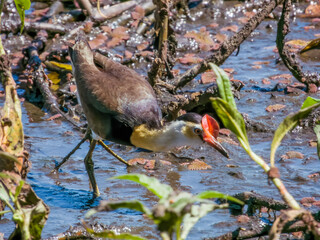Comb-crested Jacana in Queensland Australia