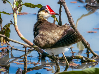Comb-crested Jacana in Queensland Australia