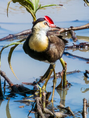 Comb-crested Jacana in Queensland Australia