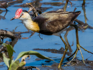 Comb-crested Jacana in Queensland Australia