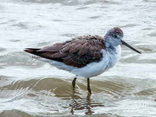 Common Greenshank in Queensland Australia