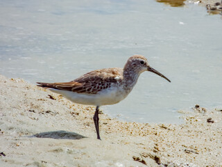 Curlew Sandpiper in Queensland Australia