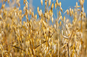 Ripe oats on the field close-up. Golden colour oats field against blue sky. Golden oat grains natural background