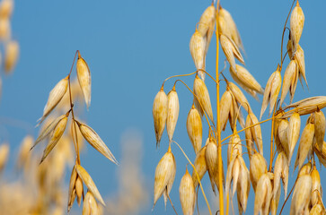 Ripe oats on the field close-up. Golden colour oats field against blue sky. Golden oat grains natural background