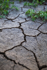 Cracked agricultural soil from summer drought with green plants growing out of the ground. Close up shot, no people