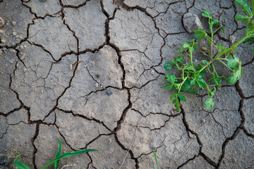 Cracked agricultural soil from summer drought with green plants growing out of the ground. Close up shot, no people