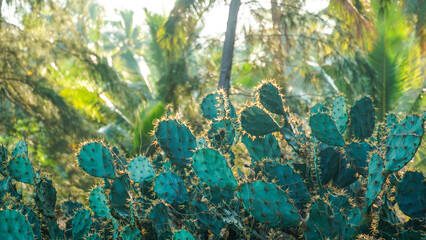 Green cactus on the sunset. Stunning view of coast, huge green opuntia cactus plants in golden sunset time. © SandyHappy