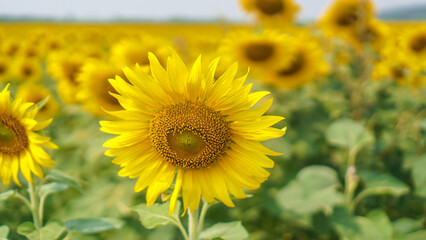 Single sunflower close up on the field. Beautiful sunflower blossom in field.