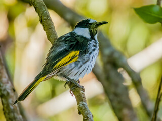 White-cheeked Honeyeater in Queensland Australia