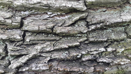 Deciduous tree bark. Tree bark texture. Natural background from tree bark