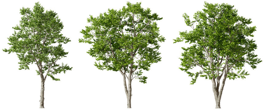 Ecology trees woods set collections transparent backgrounds 3d render png