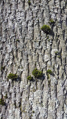 Tree bark with sprouted moss. Tree bark with green moss
