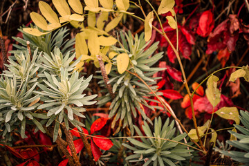 red and yellow flowers