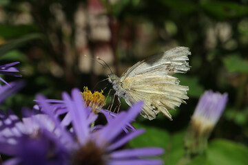 Piéride du navet (Pieris napi)
Pieris napi on an unidentified flower or plant
