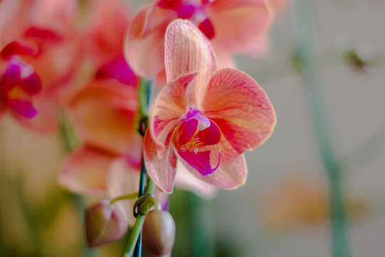orchid on green background Orchid export is a valuable business that makes good profits.