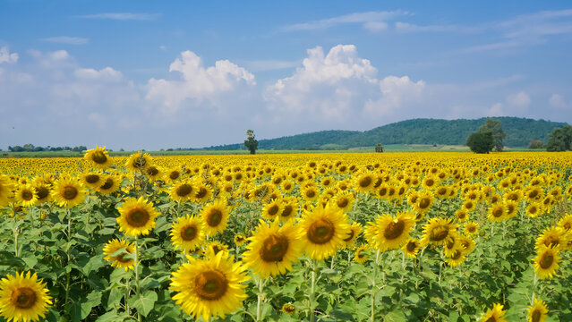 Panorama Landscape Of Sunflower fields And blue Sky clouds Background