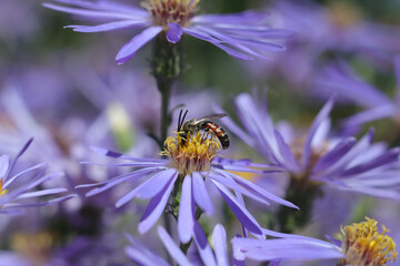 Lasioglosse commun (Lasioglossum calceatum)
Lasioglossum calceatum on an unidentified flower or plant
