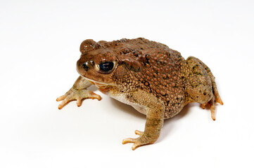 Texas-Kröte // Texas toad  (Anaxyrus speciosus)