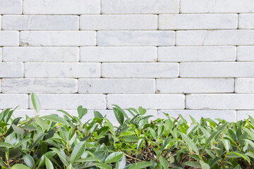 White brick wall with green leaves background. Copy space for text.