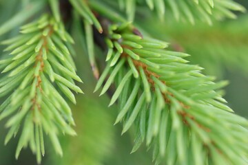 Branch of fir tree on blurred background, macro view