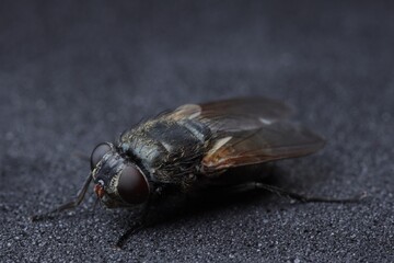 One fly on black textured background, macro view