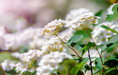 Spirea bushes bloom in the spring in May

