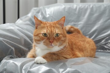 Cute ginger cat resting on sofa covered with plastic film at home, closeup