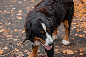 Close-up portrait of a Bernese Mountain Dog dog against the backdrop of an autumn park.