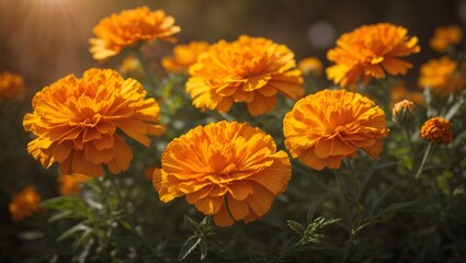 Fototapeta premium The sunny and warm appearance of a marigold flower,