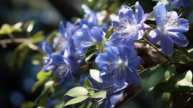 A small shrub with deep blue violet flowers that bloom in late summer The Heavenly Blue variety has silvery leaves and fuzzy blue petals