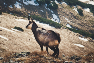Tatrzańska kozica na półce skalnej.