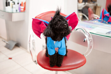 A cute poodle dog, in a funny costume with wings, with a stylish hairstyle with vertical hair on his head, a fashionable image, sits in a hairdresser's chair. Studio decorated like a beauty salon. 