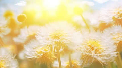 Close up abstract background of fluffy dandelion blossoms in spring