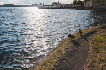 Stockholm panorama with two ducks