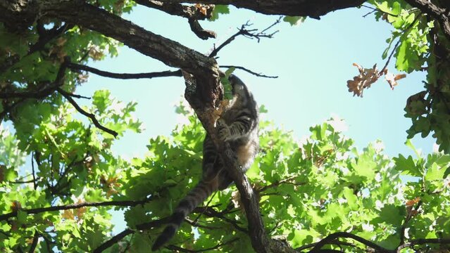 Tabby cat high up on tree branch carefully turns around