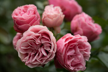 Pink roses in garden with green background