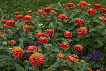 Naklejka premium Field of red and yellow flowers and green leafs 
