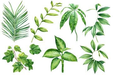 Palm leaf watercolor, tropical exotic green leaves botanical illustration isolated on white background, tropic plant set