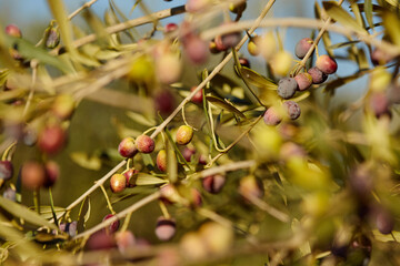 Olives on branch