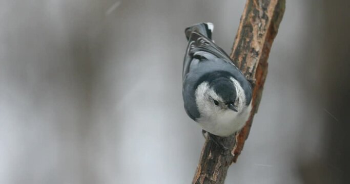 White Breasted Nuthatch On A Snowy Day