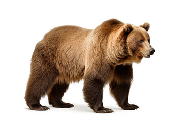 Brown bear on a white background