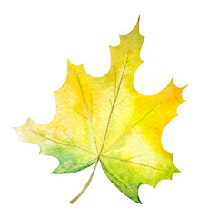 Watercolor illustration of colorful autumn leaves.Hand drawn autumn leaves.