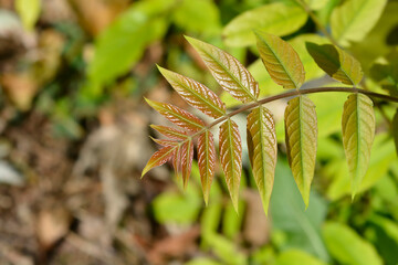 Tree of heaven new leaves