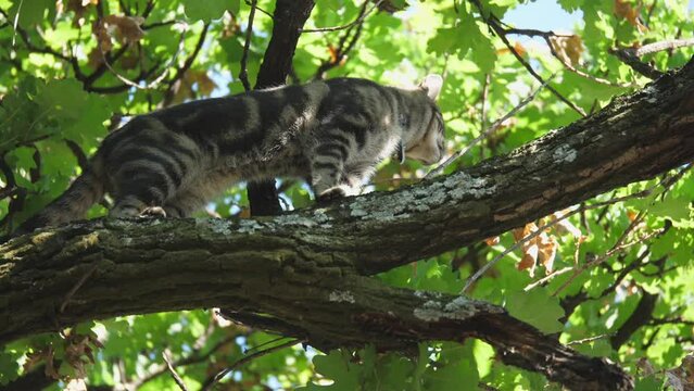 House cat slinks along horizontal tree branch, sniffing the bark curiously